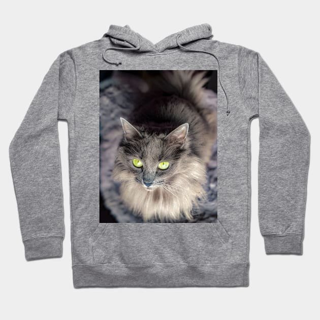 Stunning gray green eyed cat Hoodie by PandLCreations